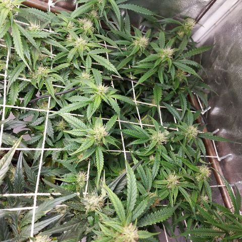 White Diesel Haze Automatic growlog timeline photo