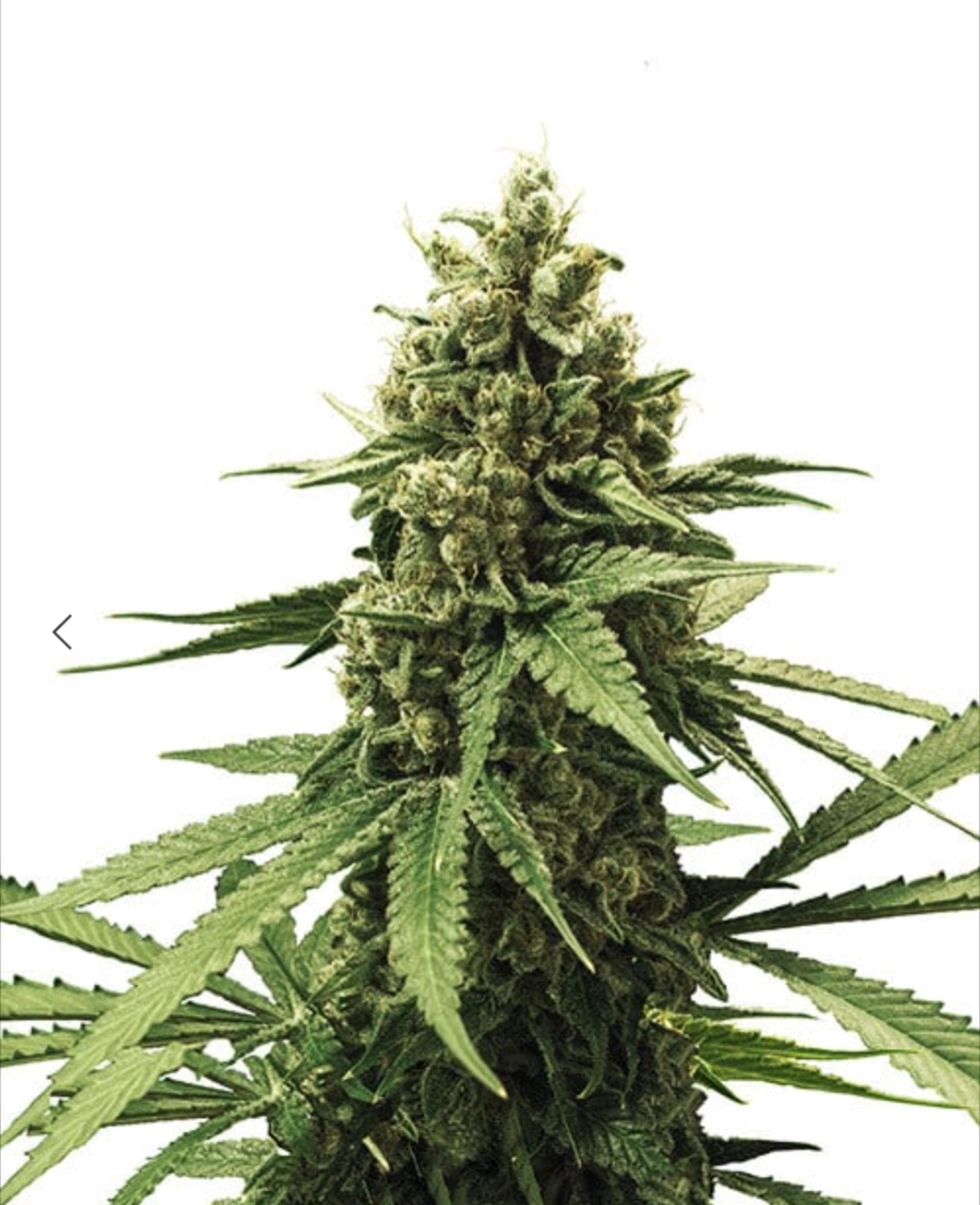 Apple Fritter Auto growlog header