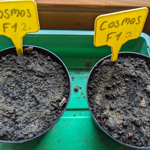 Cosmos F1 growlog timeline photo