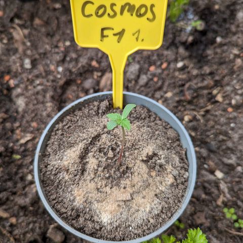 Cosmos F1 growlog timeline photo