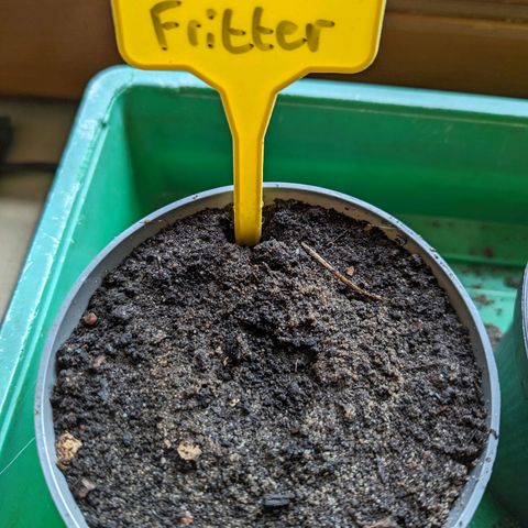 Apple Fritter Auto growlog photo