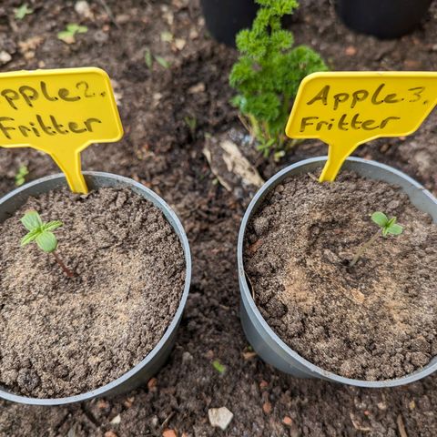 Apple Fritter Auto growlog photo