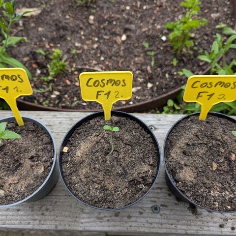 Cosmos F1 growlog timeline photo