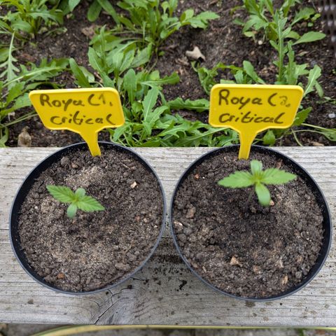 Royal Critical Auto growlog timeline photo