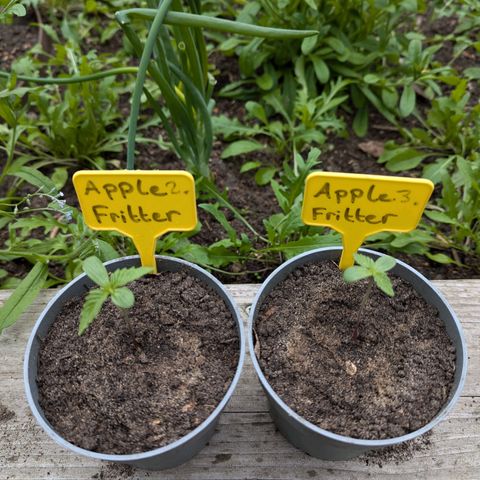 Apple Fritter Auto growlog timeline photo