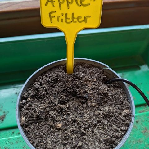 Apple Fritter Auto growlog photo