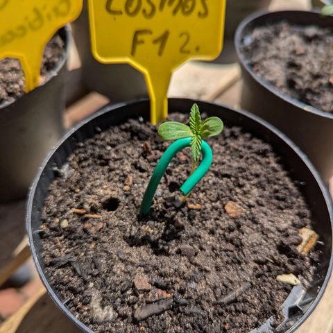 Cosmos F1 growlog photo: Ursache: Durch Regenfall umgefallen.

Maßnahme: kleine stütze mittels weichen Gartendraht. 
