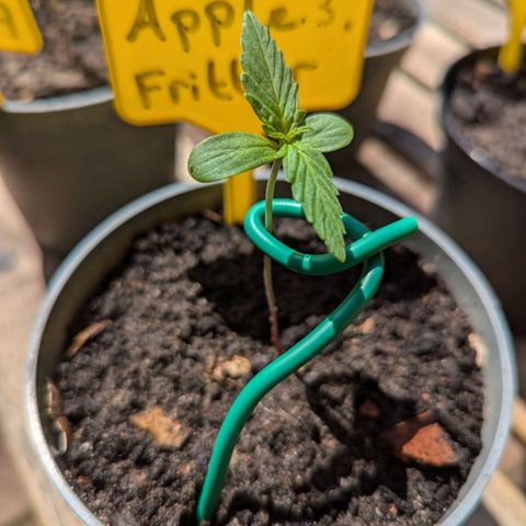 Apple Fritter Auto growlog photo: Ursache: Umgefallen durch Regenfall.

Maßnahme: Stütze mittels weichen Gartendraht.