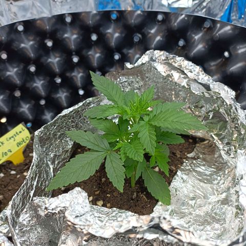 Dark crystal auto growlog timeline photo