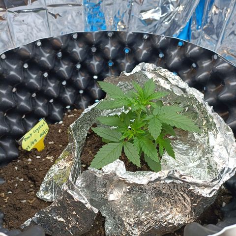 Dark crystal auto growlog timeline photo