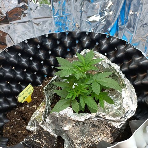 Dark crystal auto growlog timeline photo