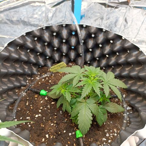Dark crystal auto growlog timeline photo