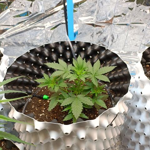 Dark crystal auto growlog timeline photo