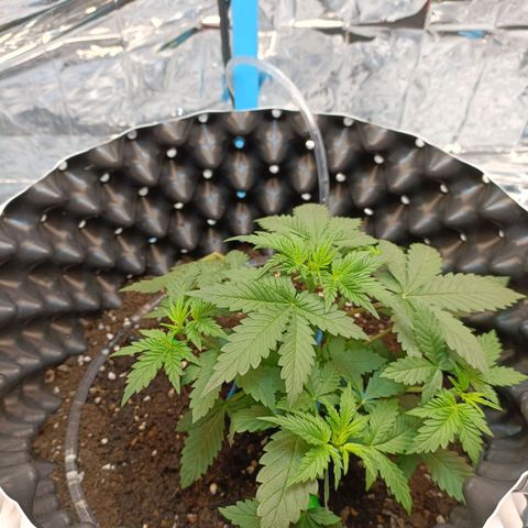 Dark crystal auto growlog timeline photo