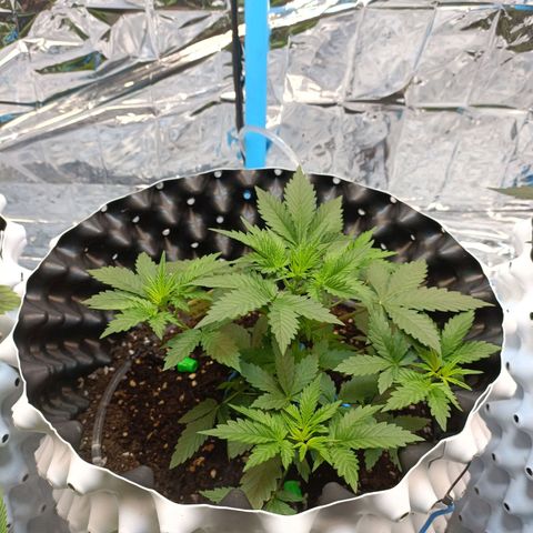 Dark crystal auto growlog timeline photo