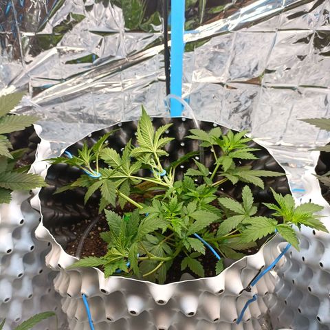 Dark crystal auto growlog timeline photo