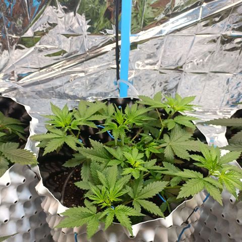 Dark crystal auto growlog timeline photo
