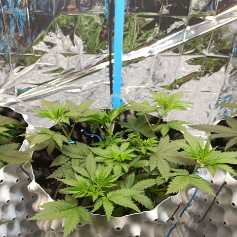 Dark crystal auto growlog timeline photo