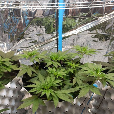 Dark crystal auto growlog timeline photo