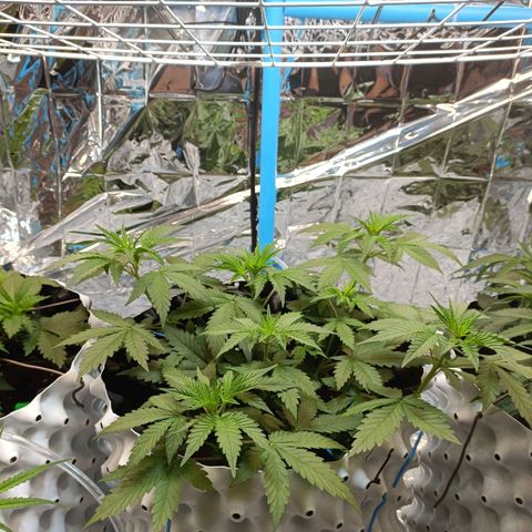 Dark crystal auto growlog timeline photo