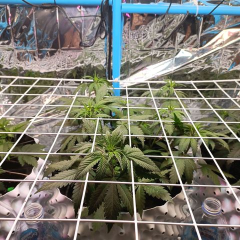 Dark crystal auto growlog timeline photo