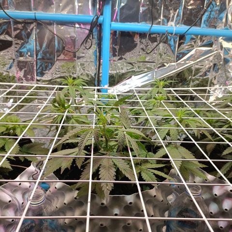 Dark crystal auto growlog timeline photo