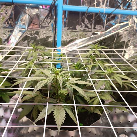 Dark crystal auto growlog timeline photo