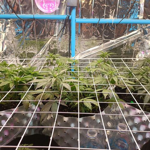Dark crystal auto growlog timeline photo