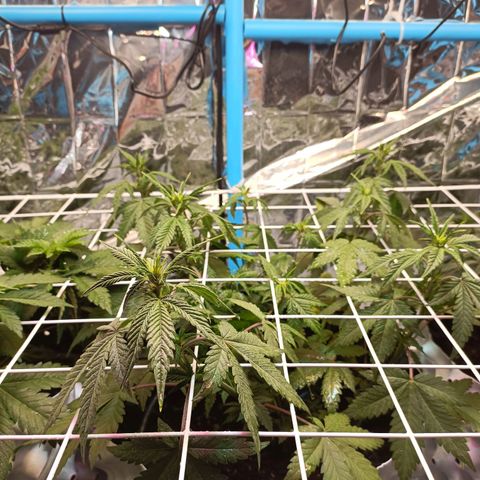 Dark crystal auto growlog timeline photo