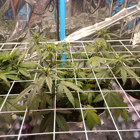 Dark crystal auto growlog timeline photo