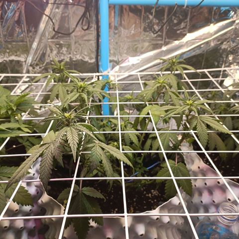 Dark crystal auto growlog timeline photo