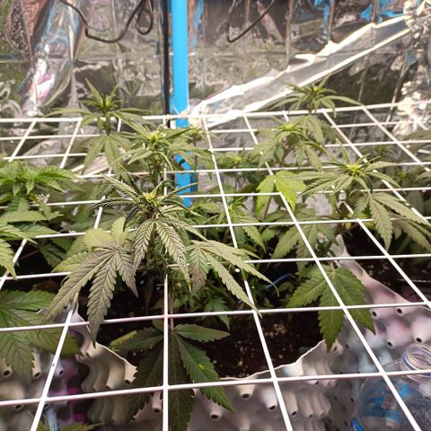 Dark crystal auto growlog timeline photo