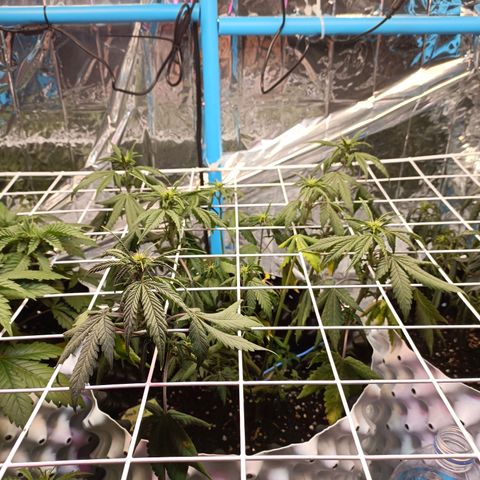 Dark crystal auto growlog timeline photo