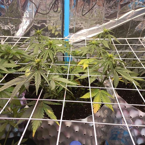Dark crystal auto growlog timeline photo