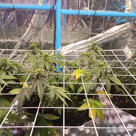 Dark crystal auto growlog timeline photo