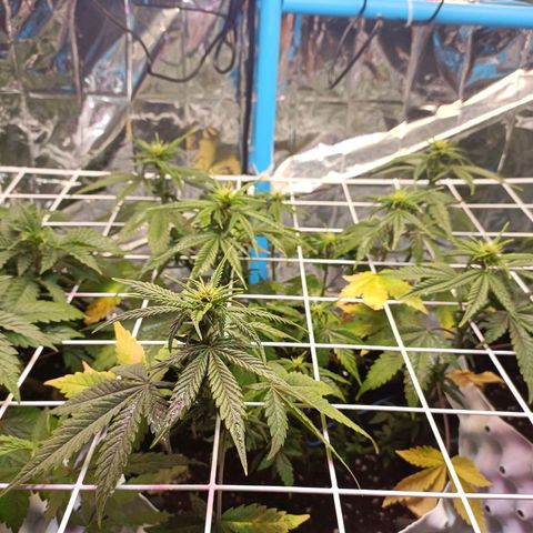 Dark crystal auto growlog timeline photo