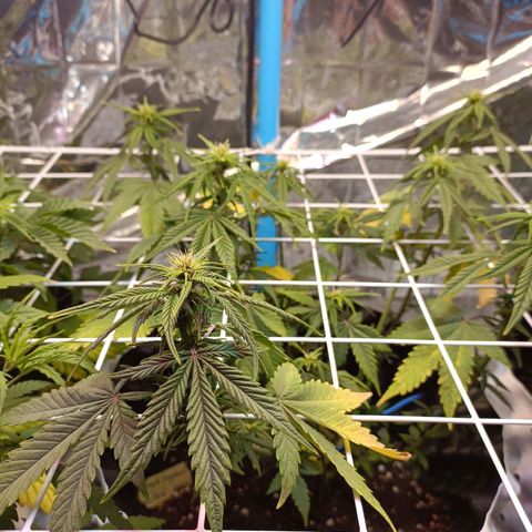 Dark crystal auto growlog timeline photo