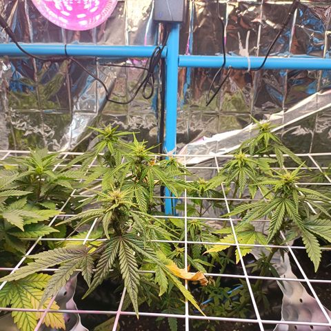Dark crystal auto growlog timeline photo