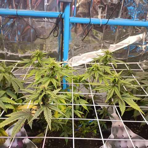 Dark crystal auto growlog timeline photo