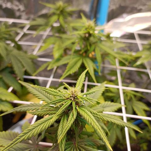 Dark crystal auto growlog timeline photo