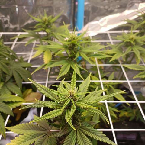 Dark crystal auto growlog timeline photo
