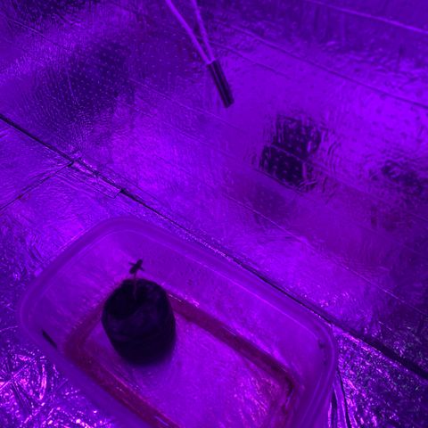 Foto 2 do growlog de Roxinha 