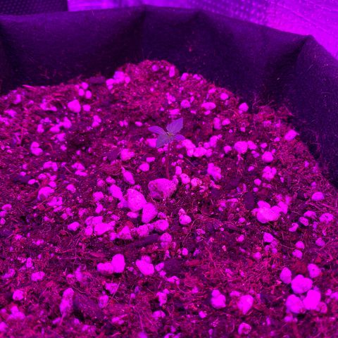 Foto 3 do growlog de Roxinha 