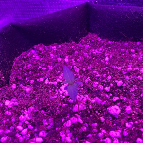 Roxinha  growlog timeline photo