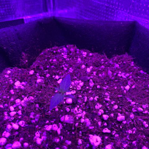 Roxinha  growlog timeline photo