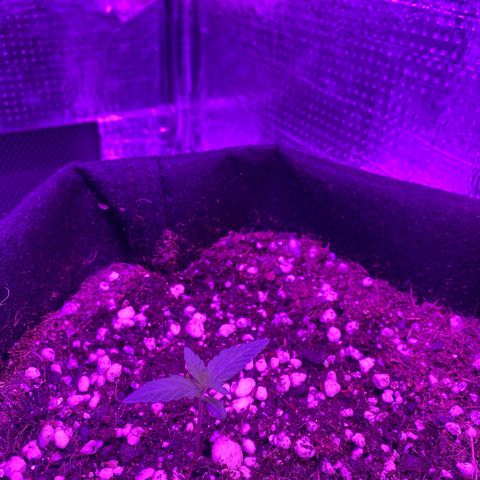 Roxinha  growlog timeline photo