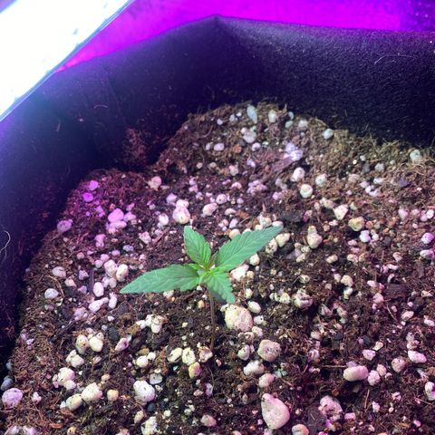 Roxinha  growlog timeline photo