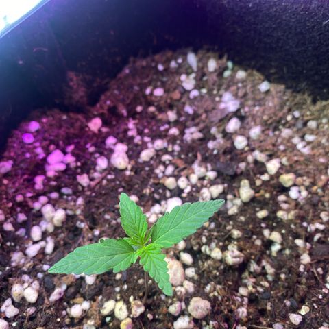 Roxinha  growlog timeline photo