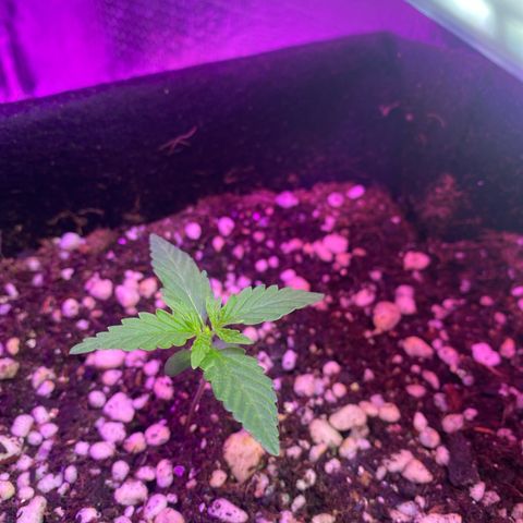 Roxinha  growlog timeline photo