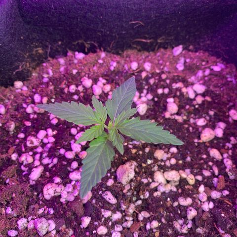 Roxinha  growlog timeline photo